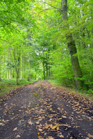 A dirt road in the mixed forest (beech, oak and ash) in a sunny evening, by Beckingen, Saarland / Germanyの写真素材
