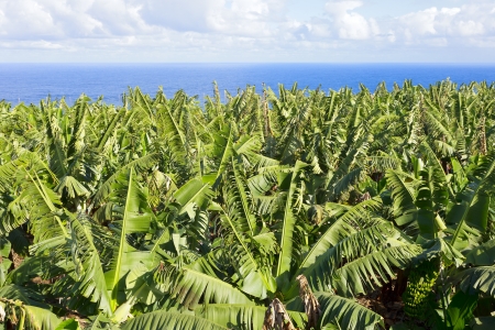 Banana plantations at the edge of the ocean, in El Rincon, Tenerife, Canary Islands, Spainの写真素材