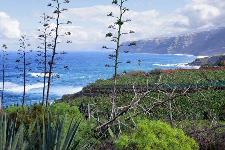 Agave plants at the edge from bnana plantations in El Rincon, Tenerife, Canary Islands, Spainの写真素材