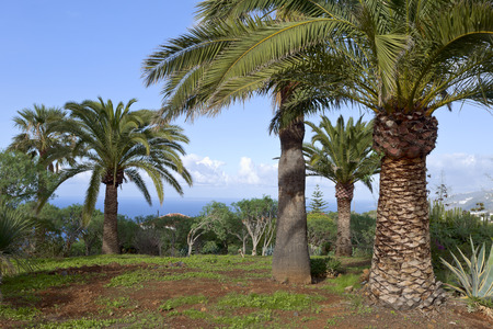 Park by small city La Puntilla, Tenerife, Canary Islands, Spain.の写真素材