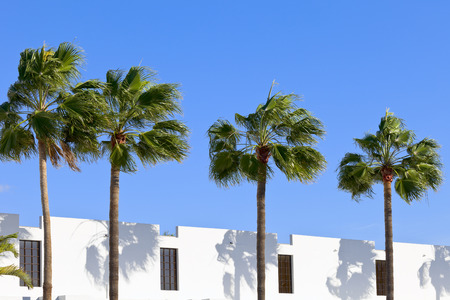 Palm trees in front of the building n city Costa Adeje, Tenerife, Canary Islands, Spain.の写真素材