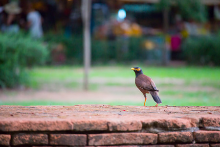 Thrush bird with prey sitting on the brick wall.の写真素材