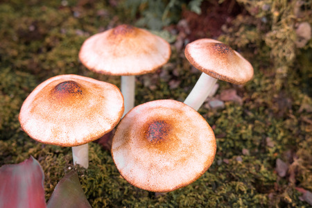 Forest mushrooms in the grass