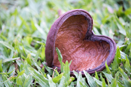 The bark tree on the ground. Look like a heart. Symbolic of love.の写真素材