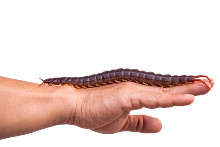 Centipedes are poisonous animals that climb on someone hand.の写真素材