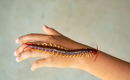 A centipede is on hand. It is invertebrate. It is poisonous animals and have many legs.の写真素材