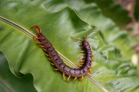 A centipede is on leaves. It is invertebrate. It is poisonous animals and have many legs.の写真素材