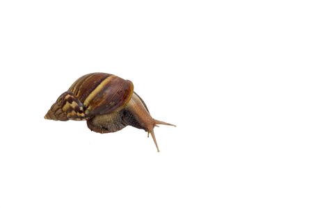 The snail is walking slowly on a white background.の写真素材
