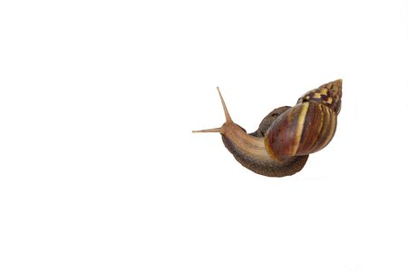 The snail is walking slowly on a white background.の写真素材