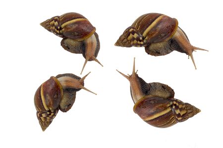 The snail is walking slowly on a white background.の写真素材
