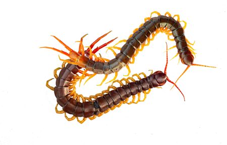 Centipedes are poisonous animals on a white background.の写真素材