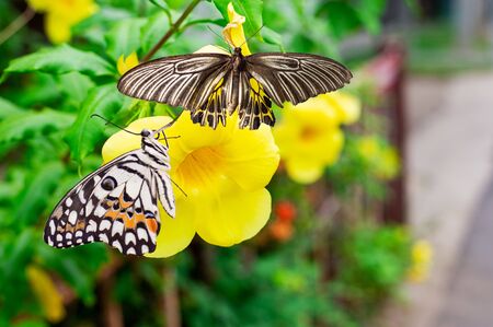 Beautiful  flower and beautiful butterflyの写真素材