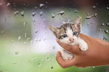 A hand holding a cute kitten.の写真素材