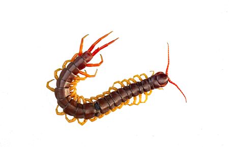 Centipede is a poisonous animal. On a white backgroundの写真素材