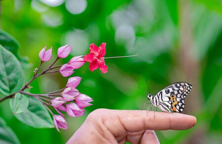 A beautiful butterfly on someone's hand.の写真素材