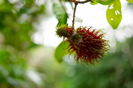 Red rambutan on the tree in the garden