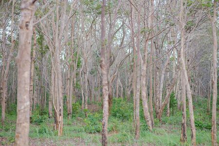 Tropical forest with many treesの写真素材