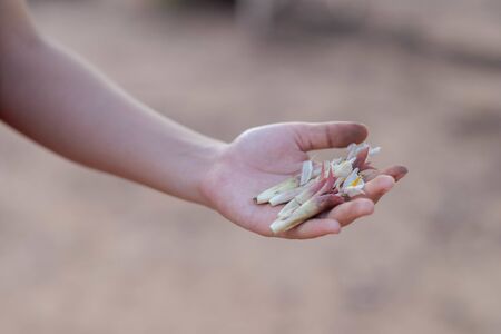 A hand holding a flower from the forest It can be eaten, and it is an herb.の写真素材