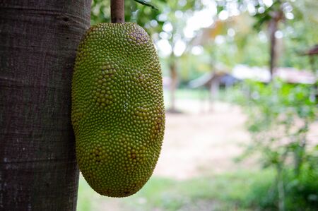 Green jackfruit on the treeの写真素材