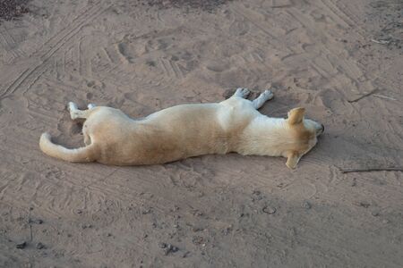 Stray dog  is resting on the ground.の写真素材