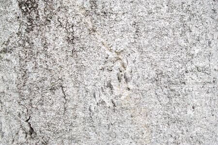 Tree trunk background With strange patternsの写真素材