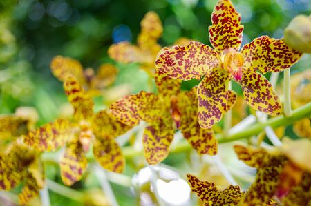 Large orchid with colorful and beautiful patterns. It is the king of orchids.の写真素材