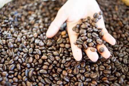 Hands holding roasted coffee beansの写真素材