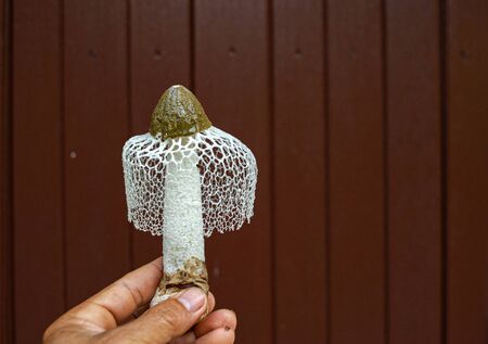Mushroom with a beautiful white mesh But it is a poisonous mushroomの写真素材