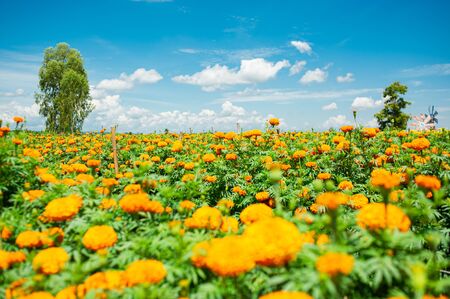 Beautiful yellow marigold gardens and sky backdropの写真素材