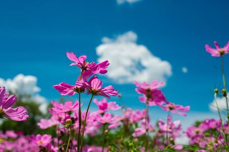 Colorful and beautiful flower gardenの写真素材