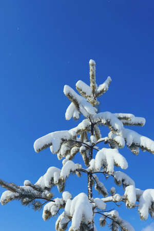 Spruce branches are covered with snow against a blue sky. Winter coniferous pine tree.