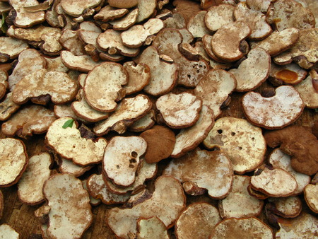 Mushroomの写真素材