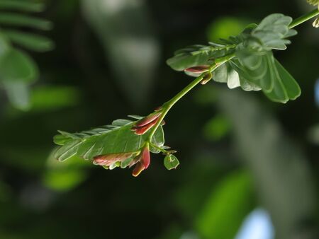 the Tamarindの写真素材