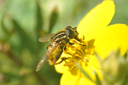 A yellow flower with insect