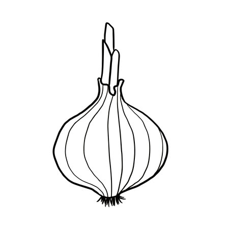 onion vegetable icon over white background, line style, vector illustrationのイラスト素材