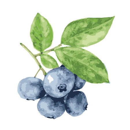 Blueberry. Hand drawn watercolor illustration isolated on white background.のイラスト素材