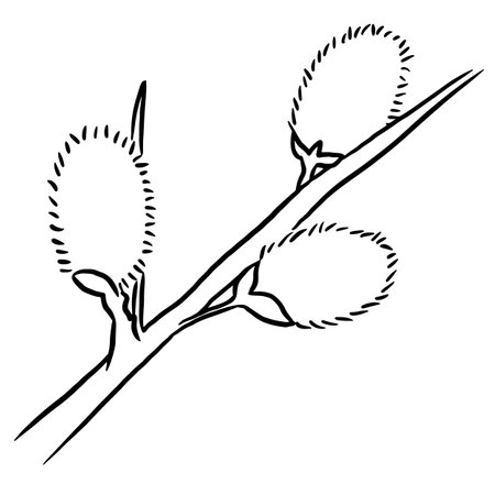 Pussy willow branch with buds. Hand drawn vector illustration.のイラスト素材