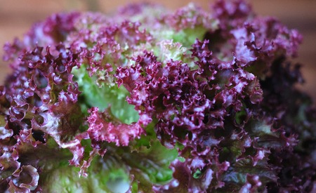 Lettuce closeupの写真素材