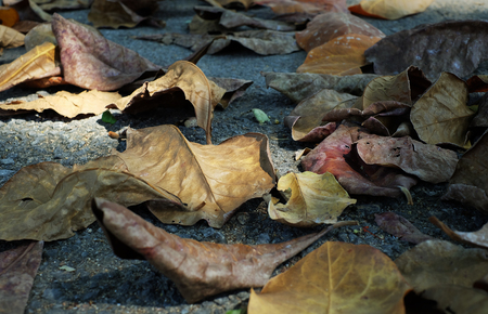 Leaves on groundの写真素材