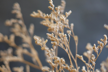 Dry flower closeup in grey background