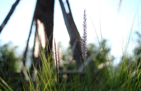 Grass flower near walkway with sunsetの写真素材