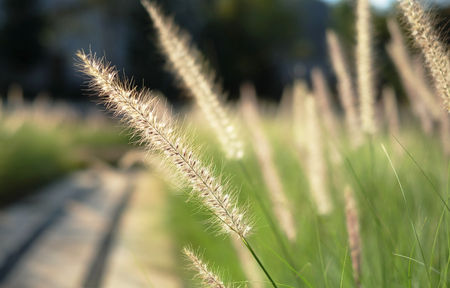 Grass flower near walkway with sunsetの写真素材