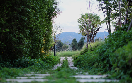 Natural walkwayの写真素材