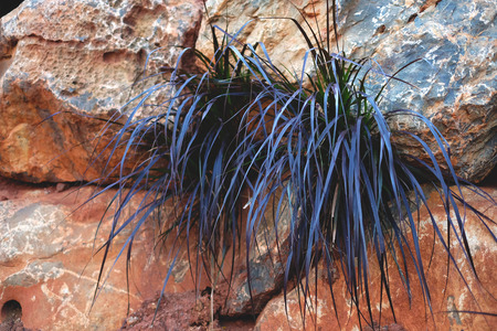Purple plant with orange rock wallの写真素材
