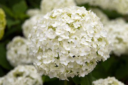 hydrangea