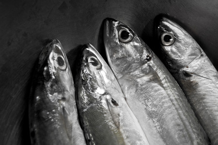 Fresh Mackerelの写真素材