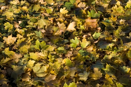 Autumn leavesの写真素材