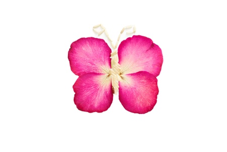 Butterfly from press flowers by red roesの写真素材