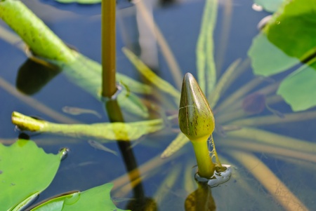 Budding lotus flower at chiangmaiの写真素材