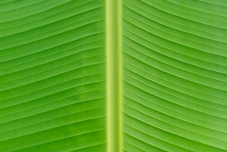 Banan leaf background texture green colorの写真素材